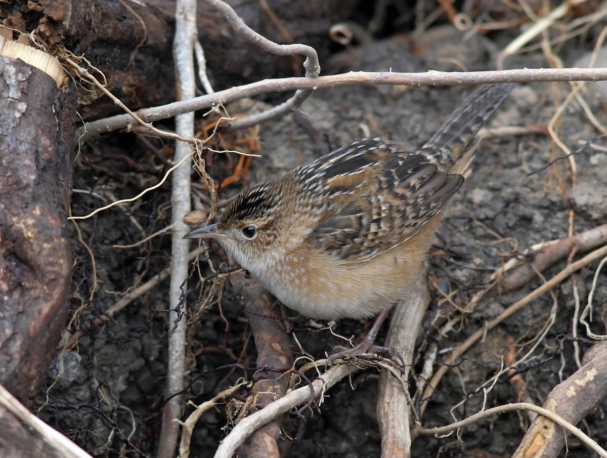 Sedge Wren - ML221060141