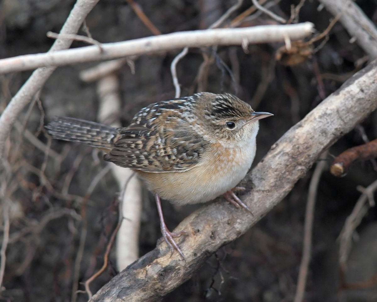 Sedge Wren - ML221060151