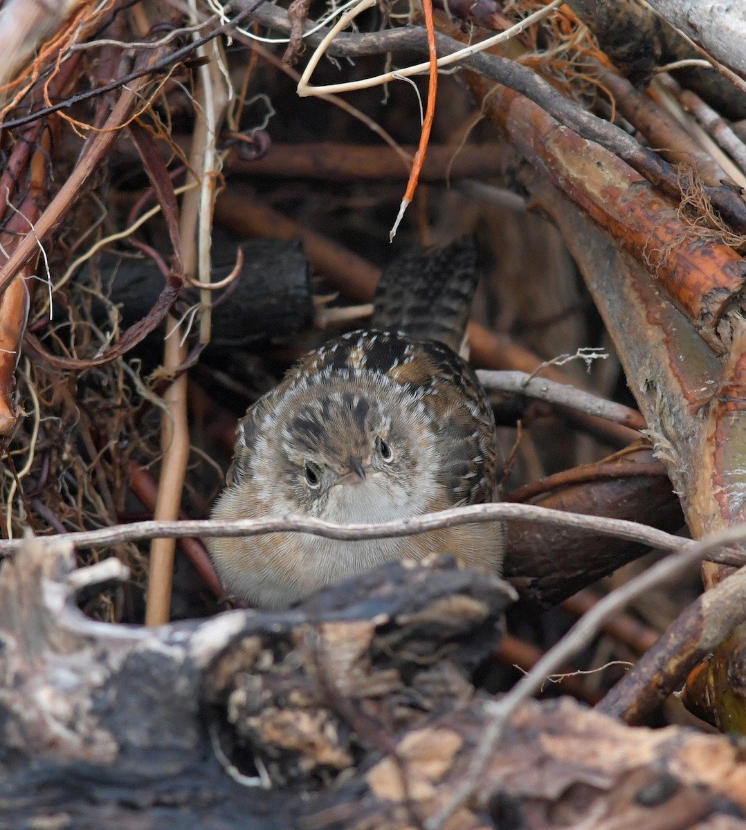 Sedge Wren - ML221060181