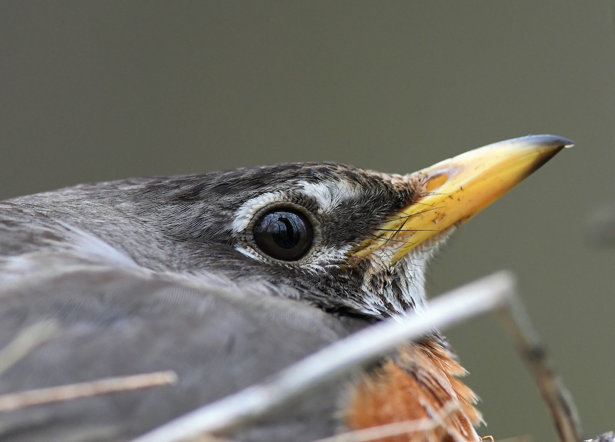 American Robin - ML221060271