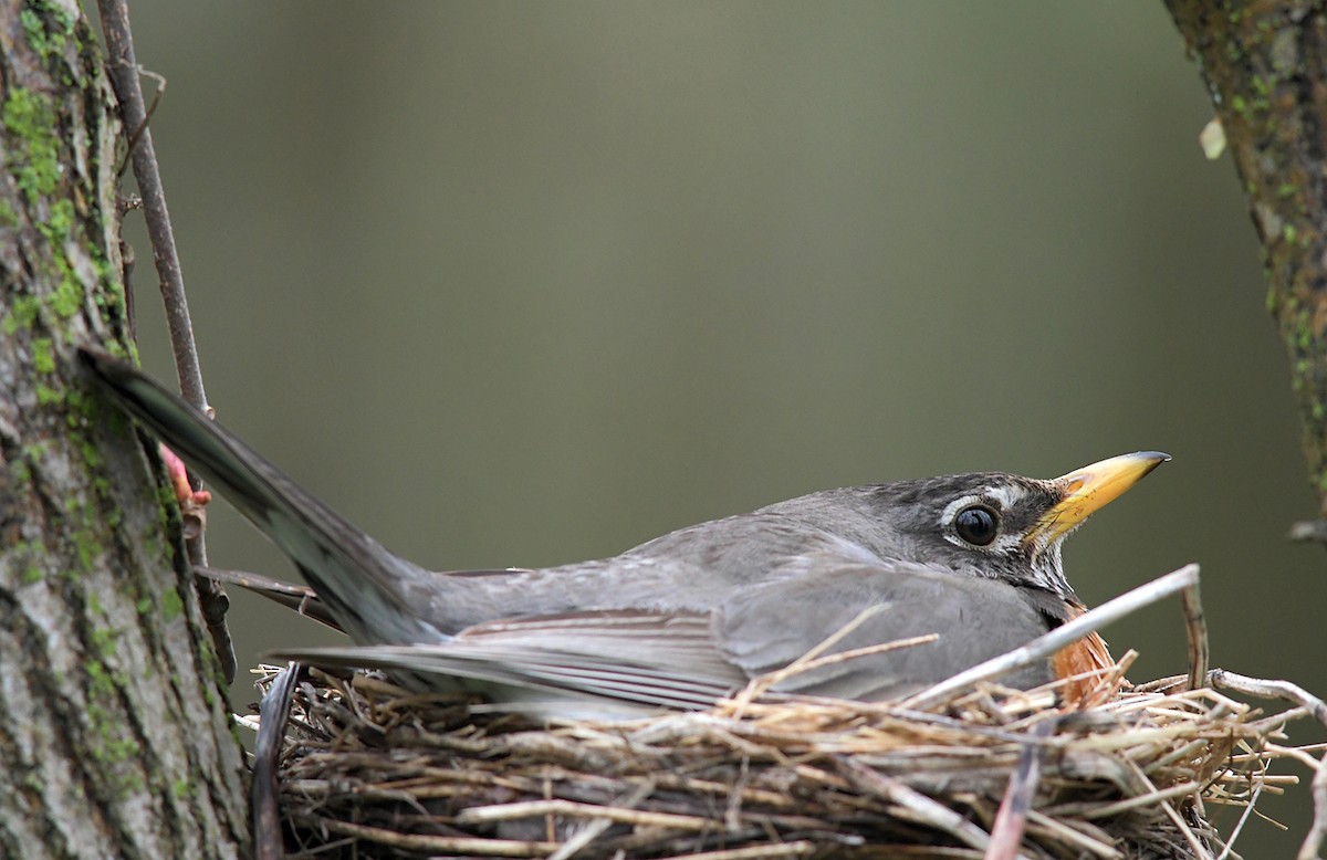 American Robin - ML221060281