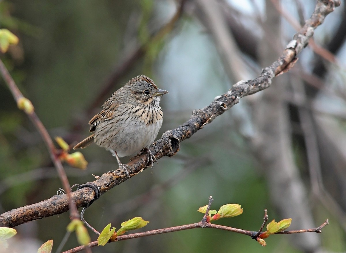 Lincoln's Sparrow - ML221060371