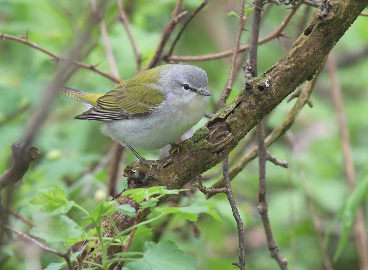 Tennessee Warbler - ML221060451