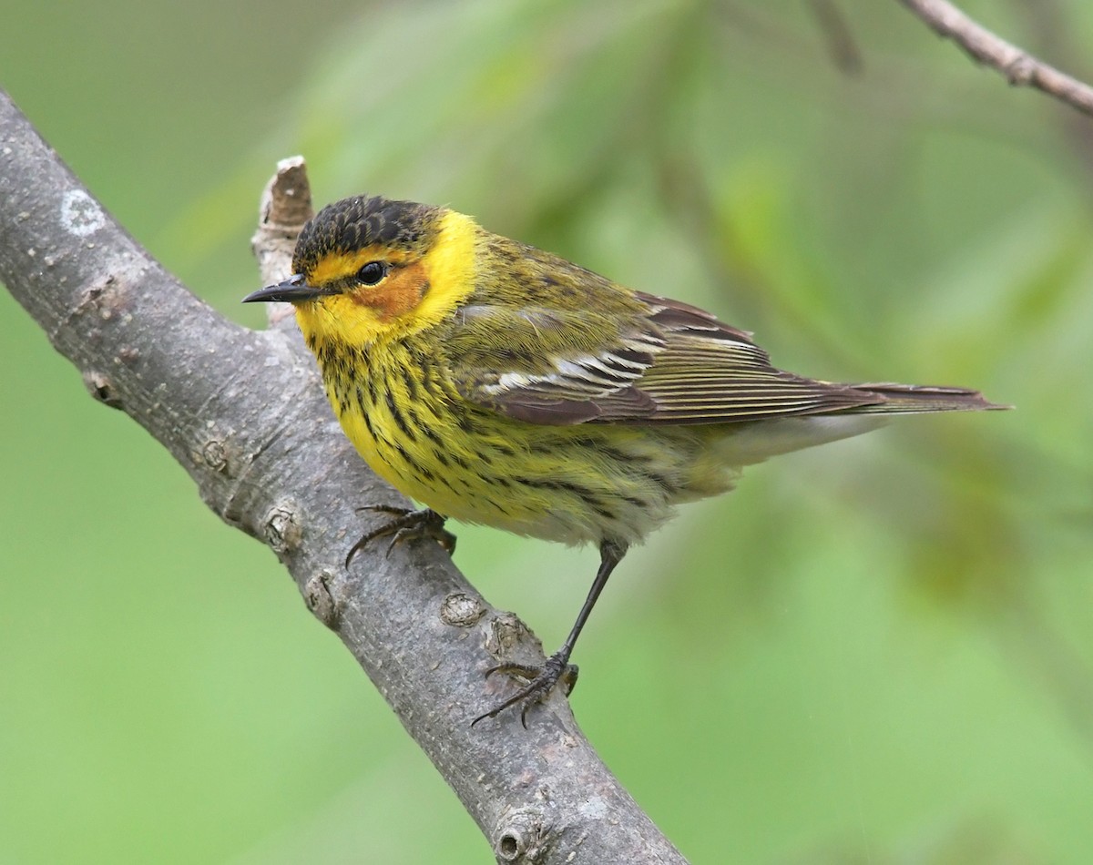 Cape May Warbler - ML221060561