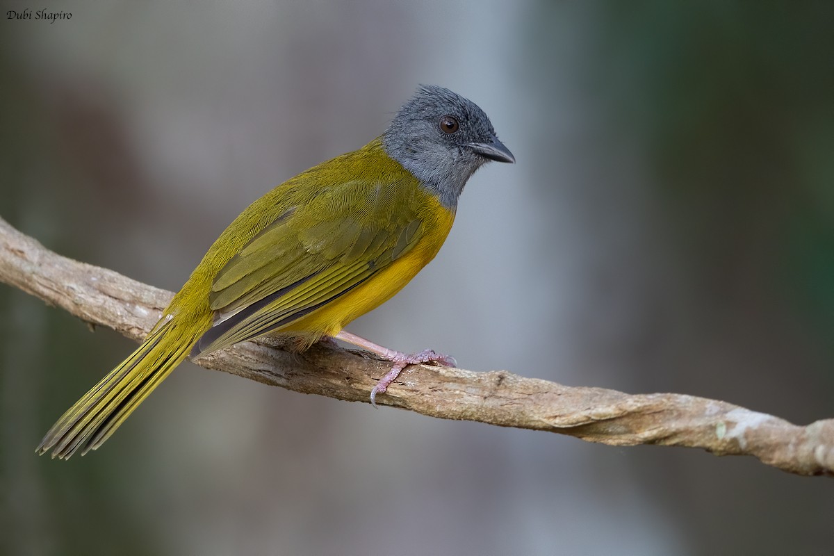 Gray-headed Tanager - ML221060811