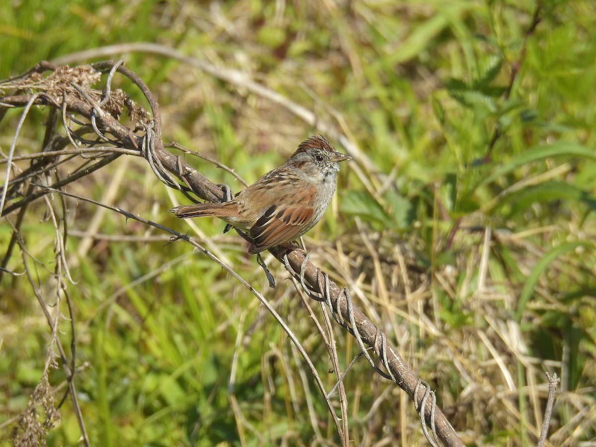 Swamp Sparrow - ML221061501