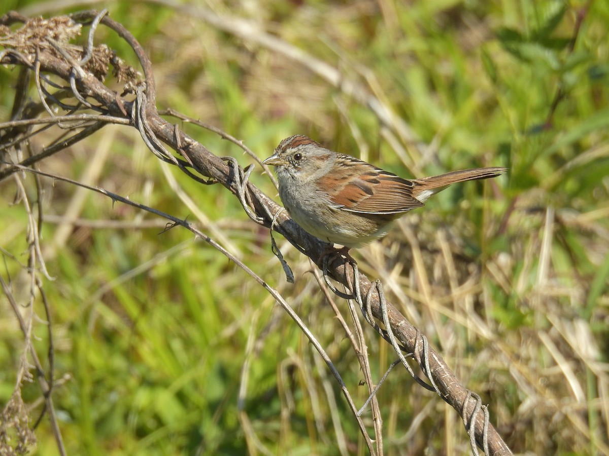 Swamp Sparrow - ML221061521