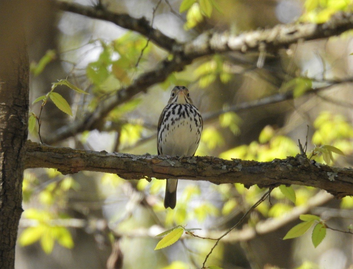 Ovenbird - ML221062671