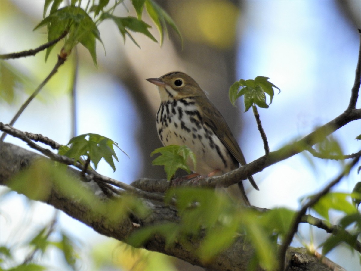 Ovenbird - ML221062681