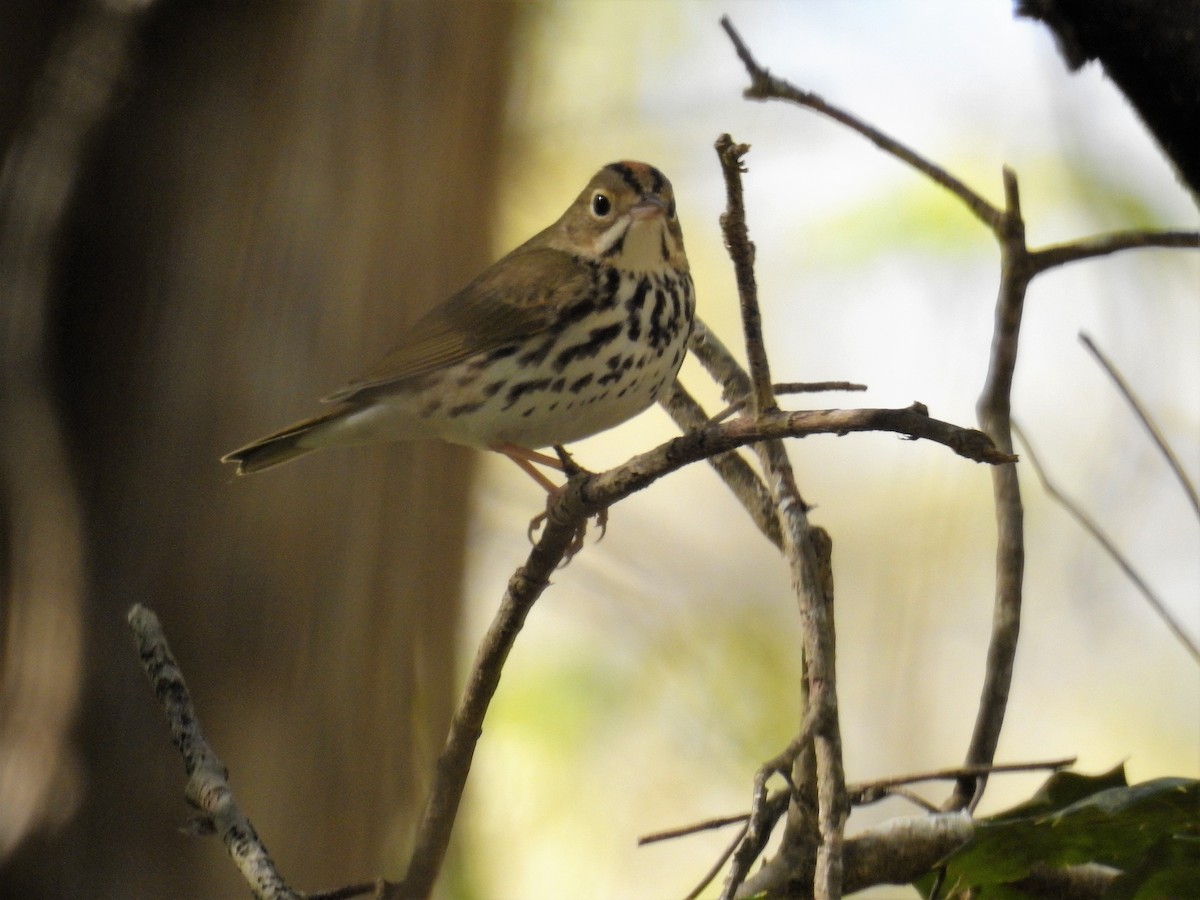 Ovenbird - ML221062691