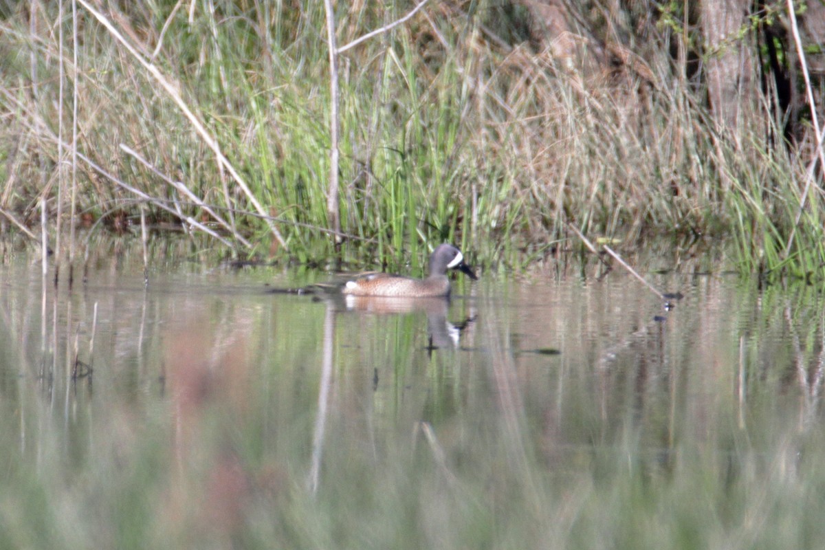 Blue-winged Teal - ML221063501