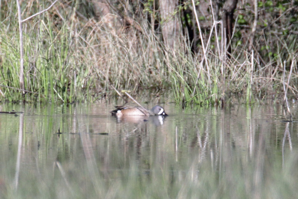 Blue-winged Teal - ML221063511