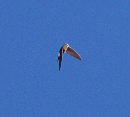 White-throated Swift - ML22106381