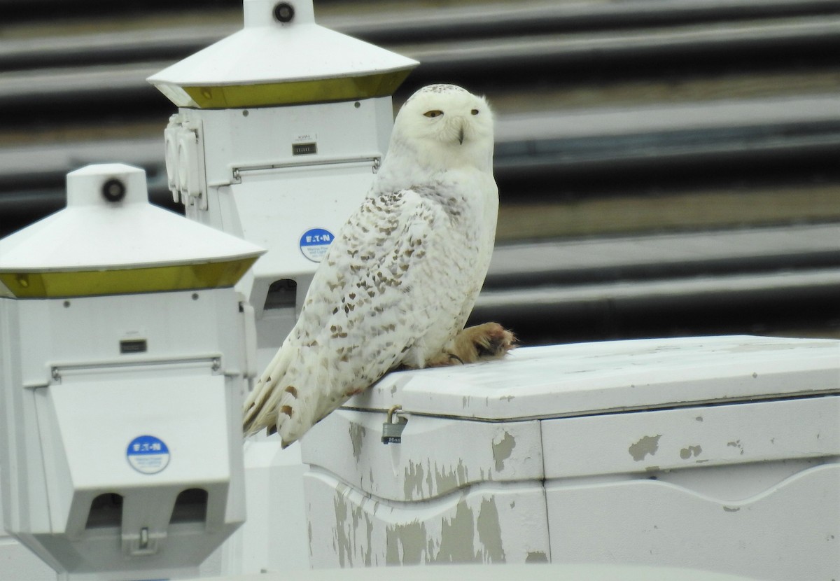 Snowy Owl - Bruce Hoover
