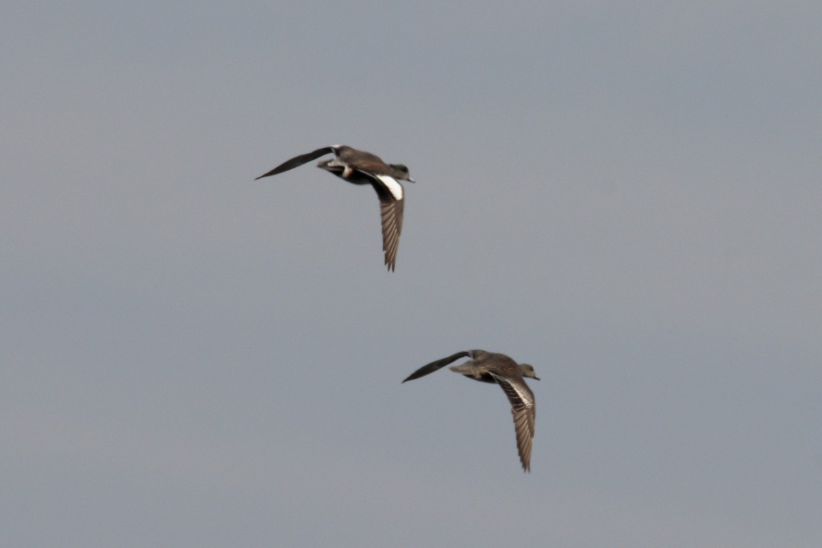 American Wigeon - ML221065021