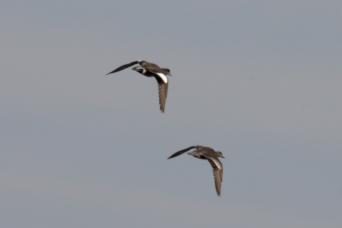 American Wigeon - ML221065021