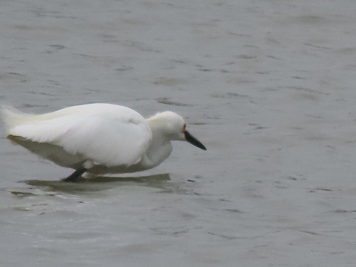 Snowy Egret - ML221065061