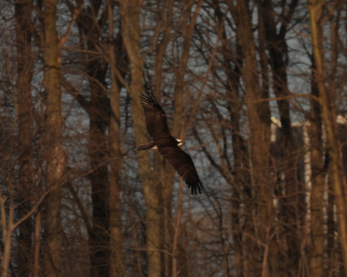 Osprey - ML221065131