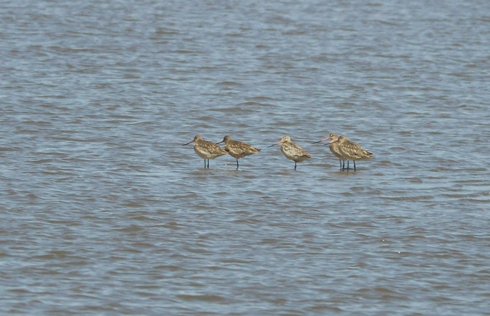 Marbled Godwit - Bert Filemyr