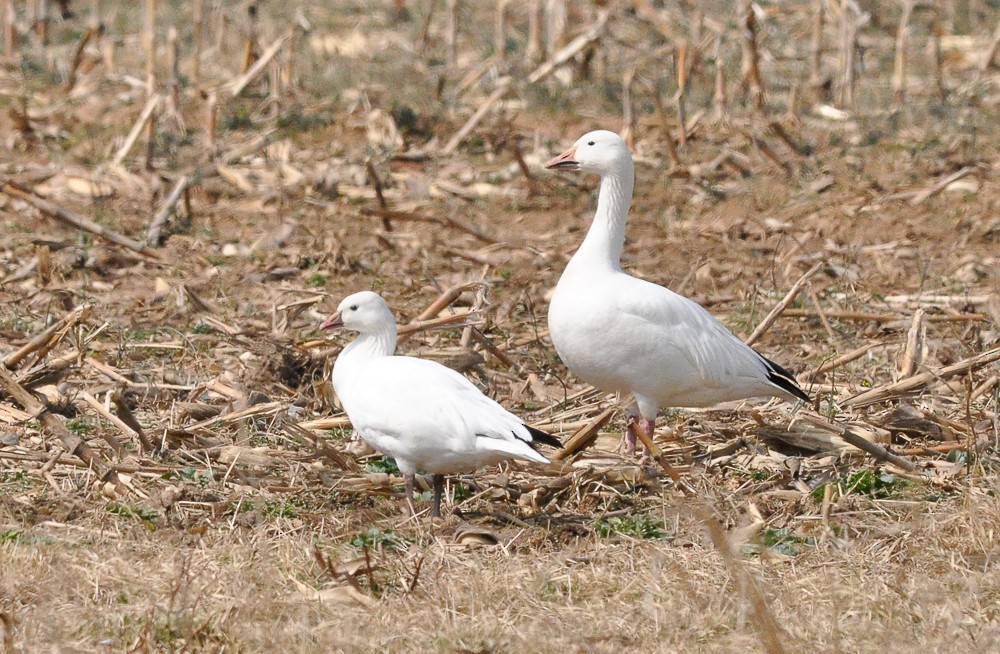 Ross's Goose - ML221068191