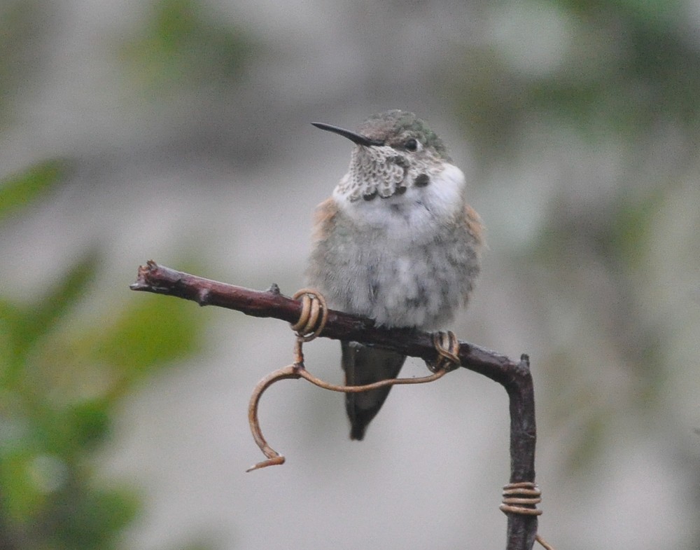 Broad-tailed Hummingbird - Bert Filemyr