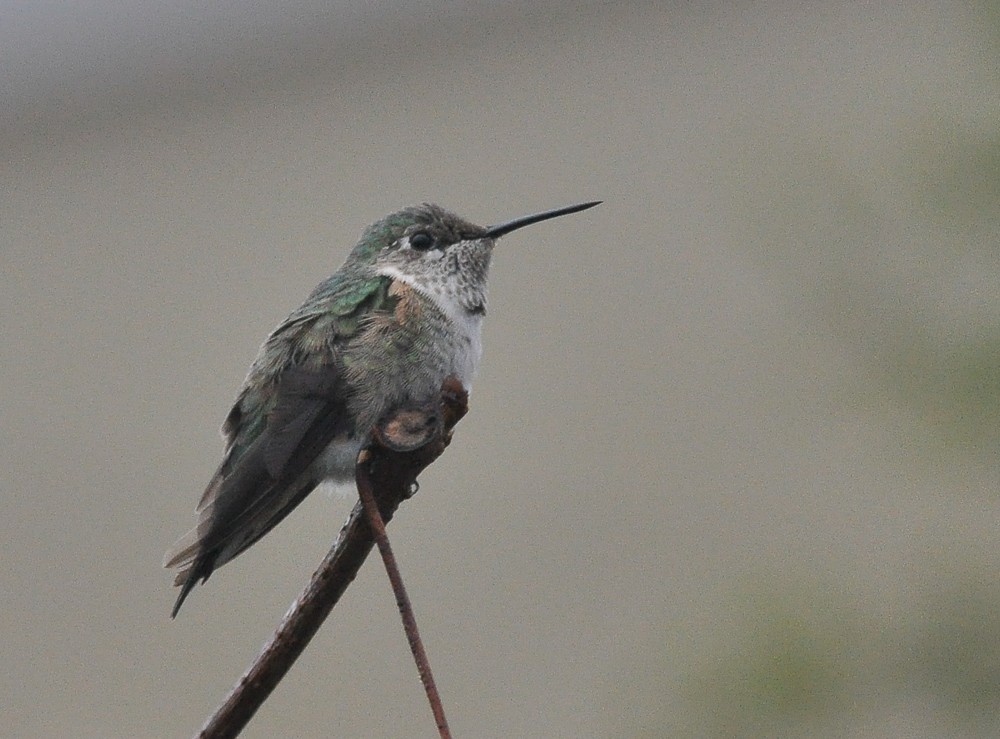 Broad-tailed Hummingbird - Bert Filemyr