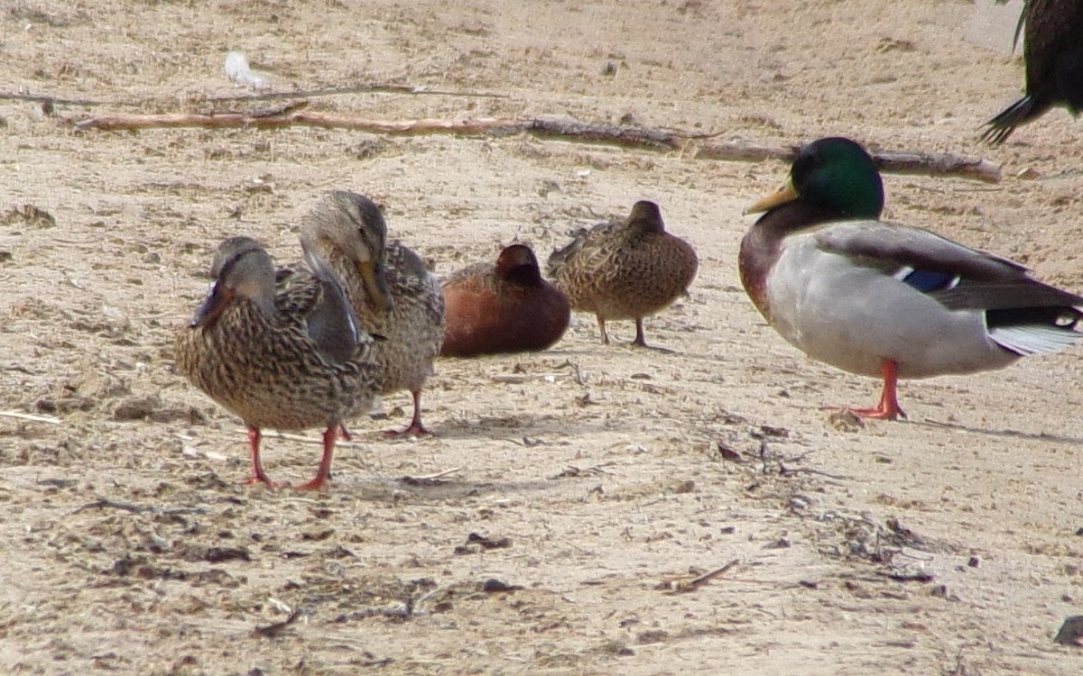 Cinnamon Teal - ML221070501