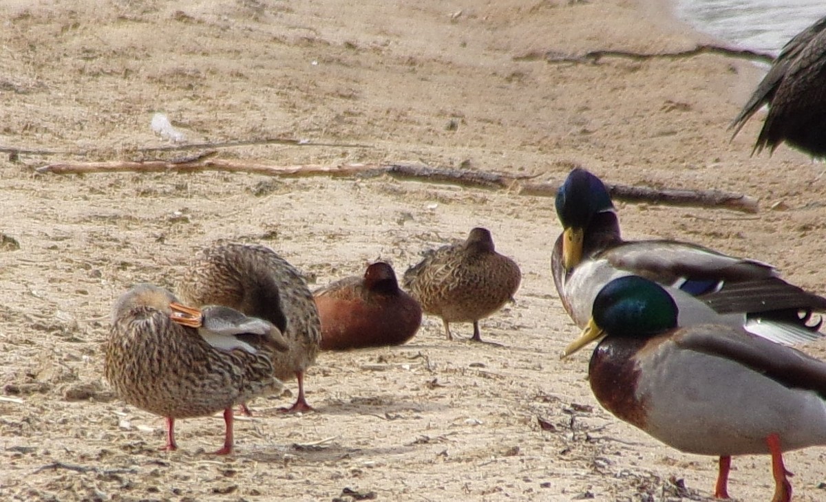 Cinnamon Teal - ML221070521