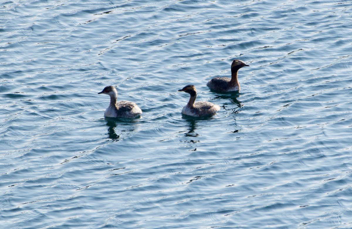 Horned Grebe - Katie Ware