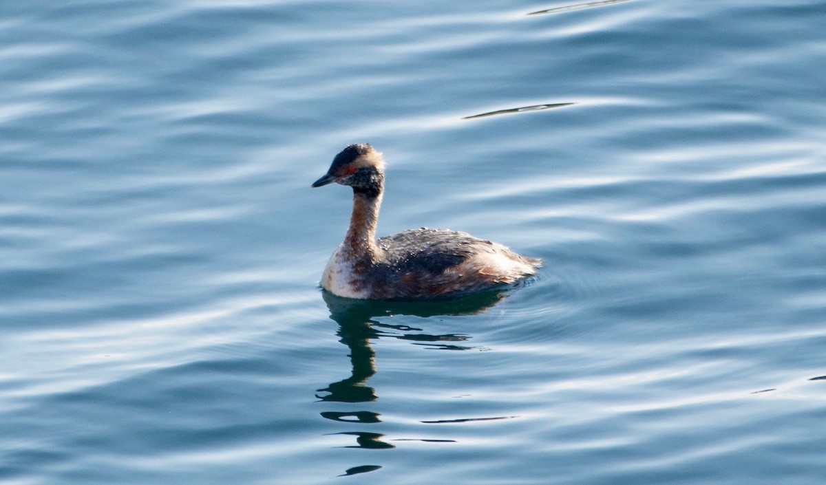 Horned Grebe - ML221070891