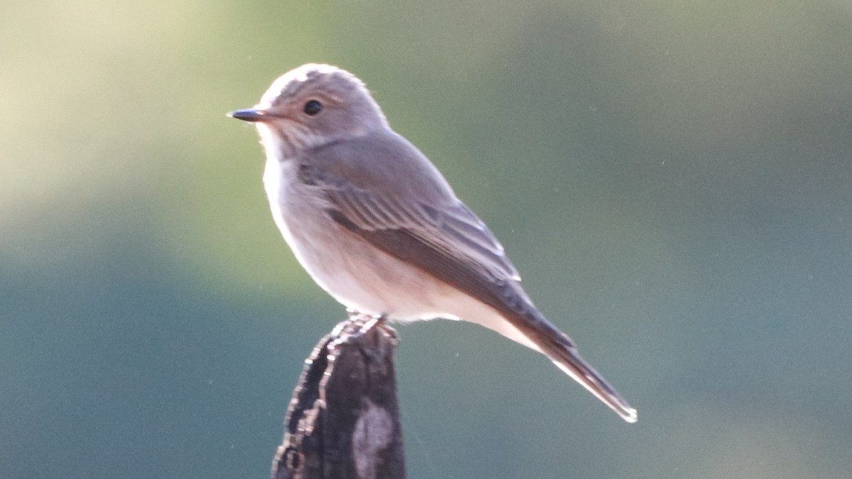 Spotted Flycatcher - ML221073381