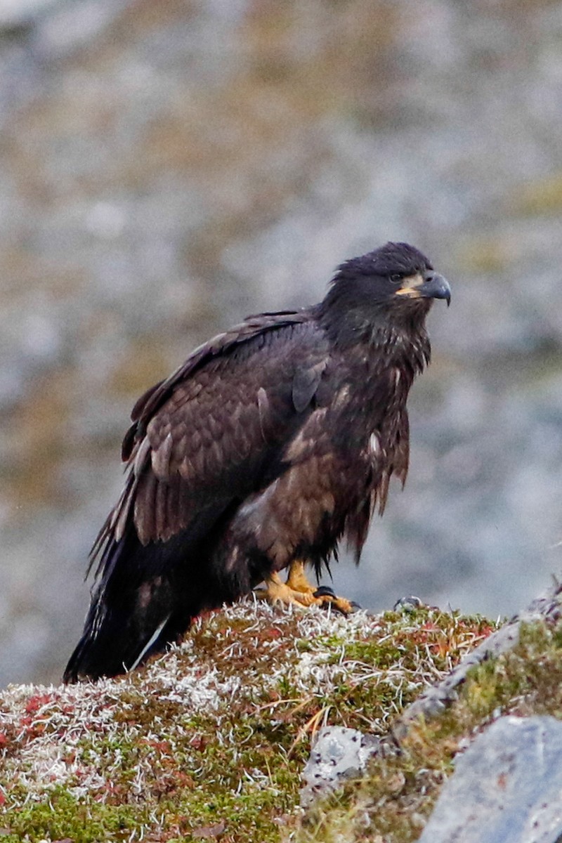 Bald Eagle - ML221073421