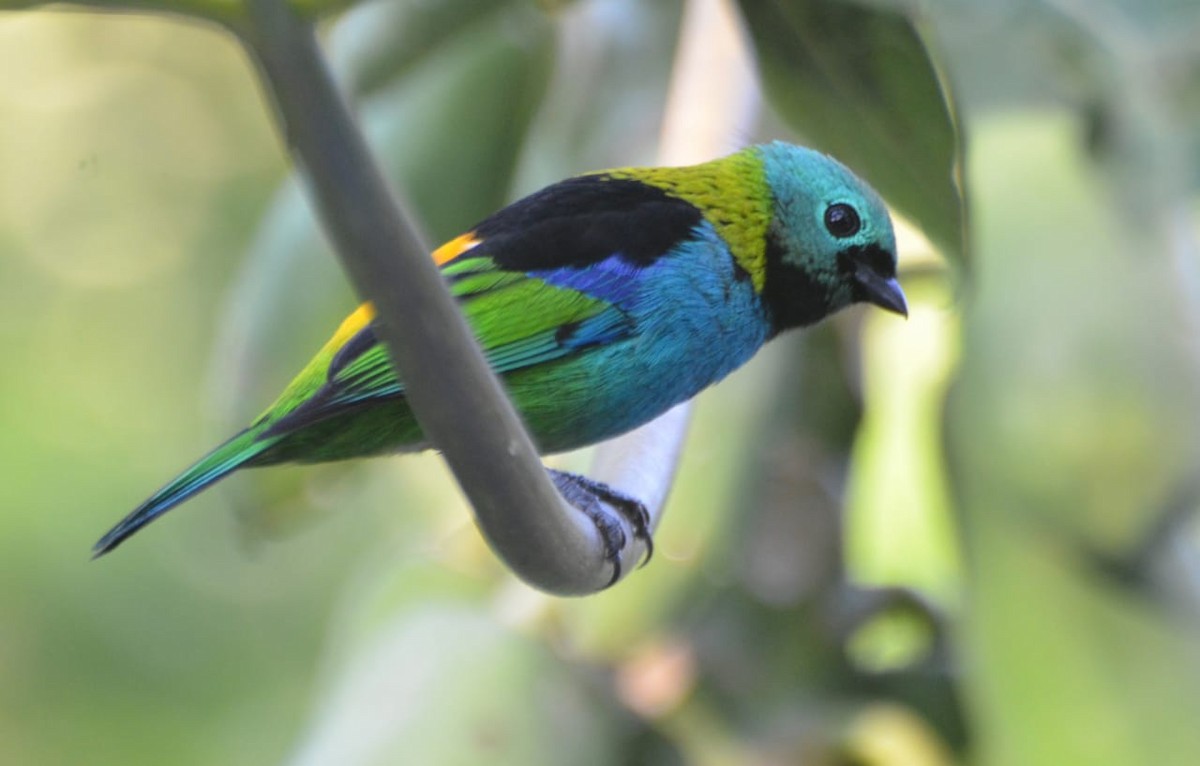 Green-headed Tanager - Vilma Oliveira