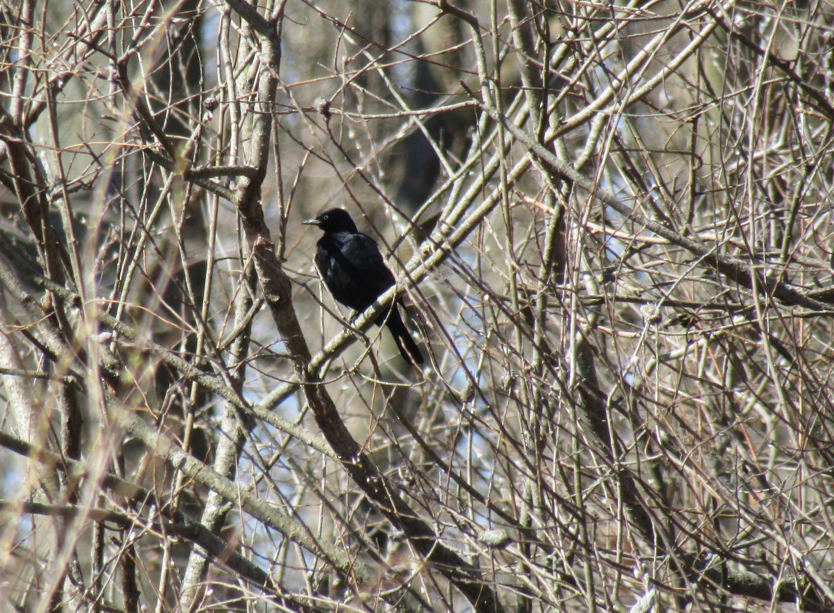 Rusty Blackbird - ML221075441