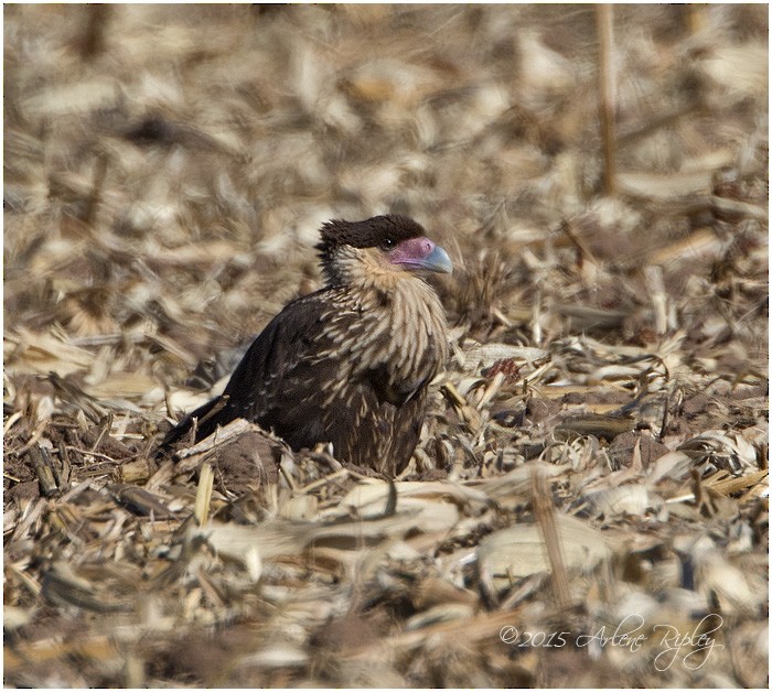 Caracara huppé (cheriway) - ML22107571
