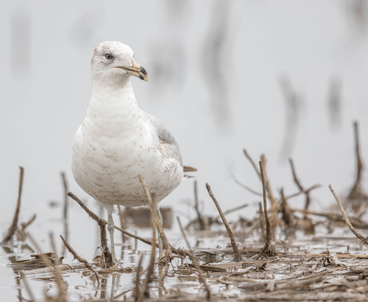 Ring-billed Gull - ML221076681