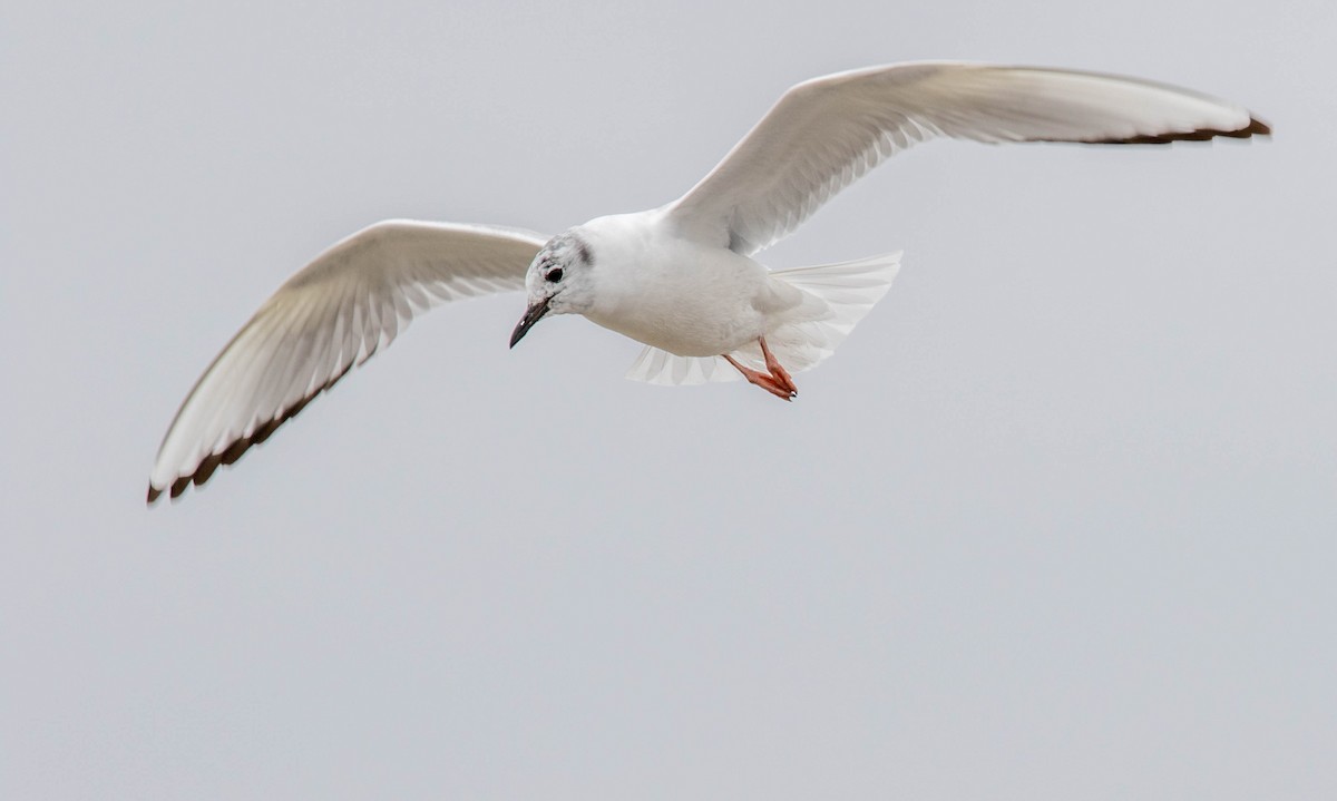 Mouette de Bonaparte - ML221076841