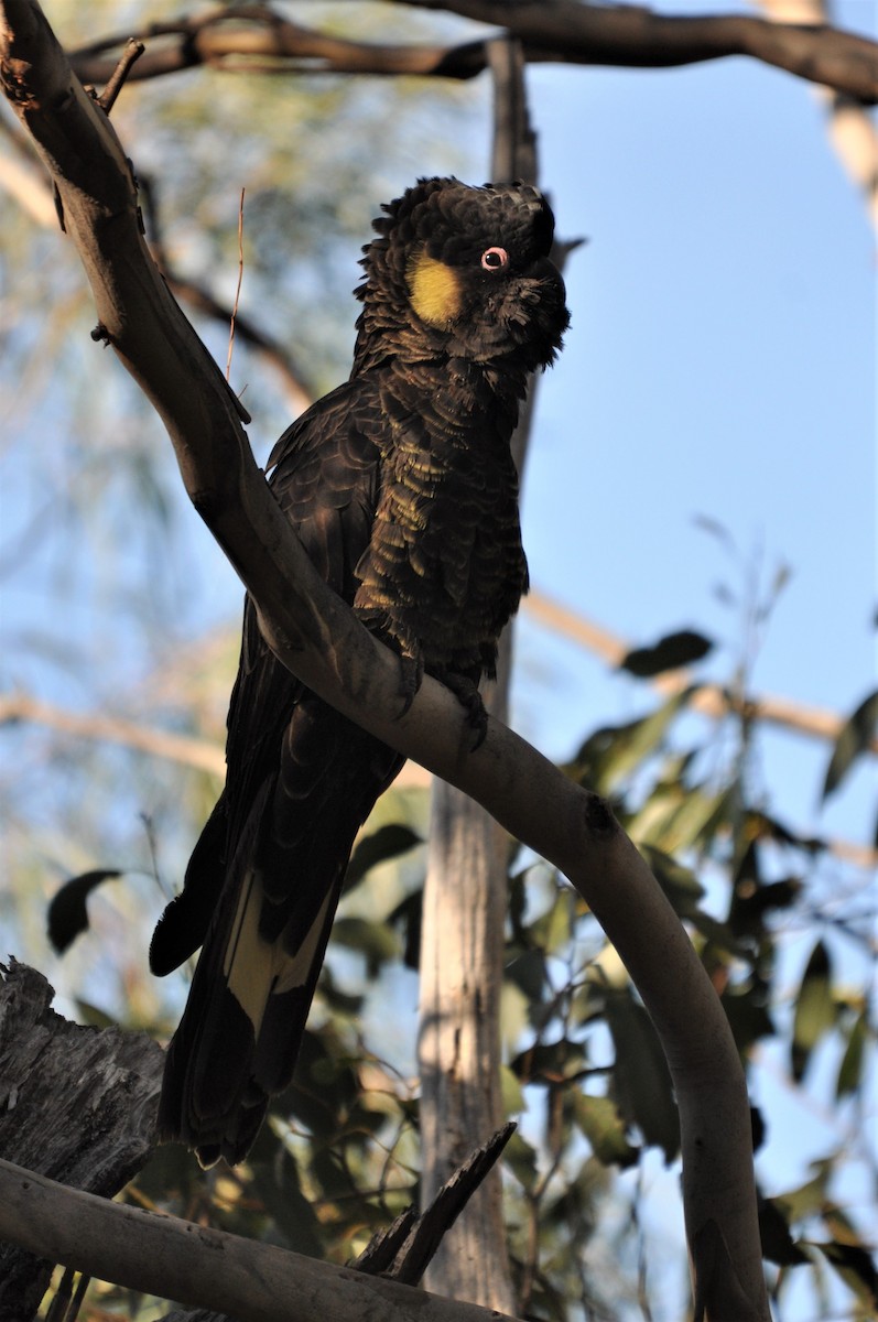 Yellow-tailed Black-Cockatoo - Heidi Krajewsky