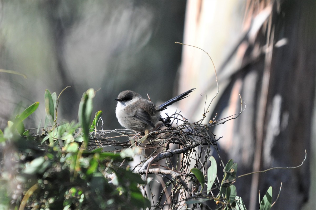 Superb Fairywren - Heidi Krajewsky