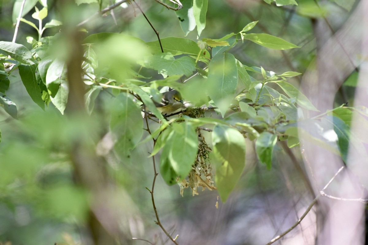 Vireo Ojiblanco - ML221079301