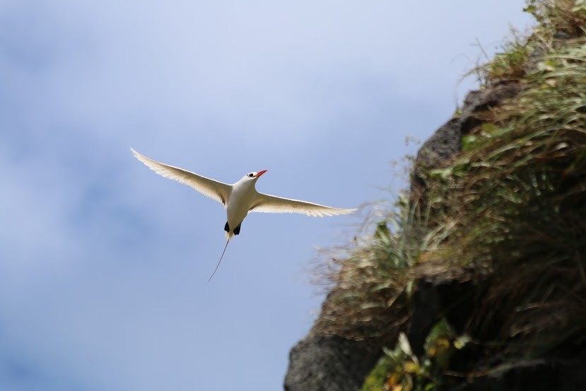 Red-tailed Tropicbird - Eva Keyes