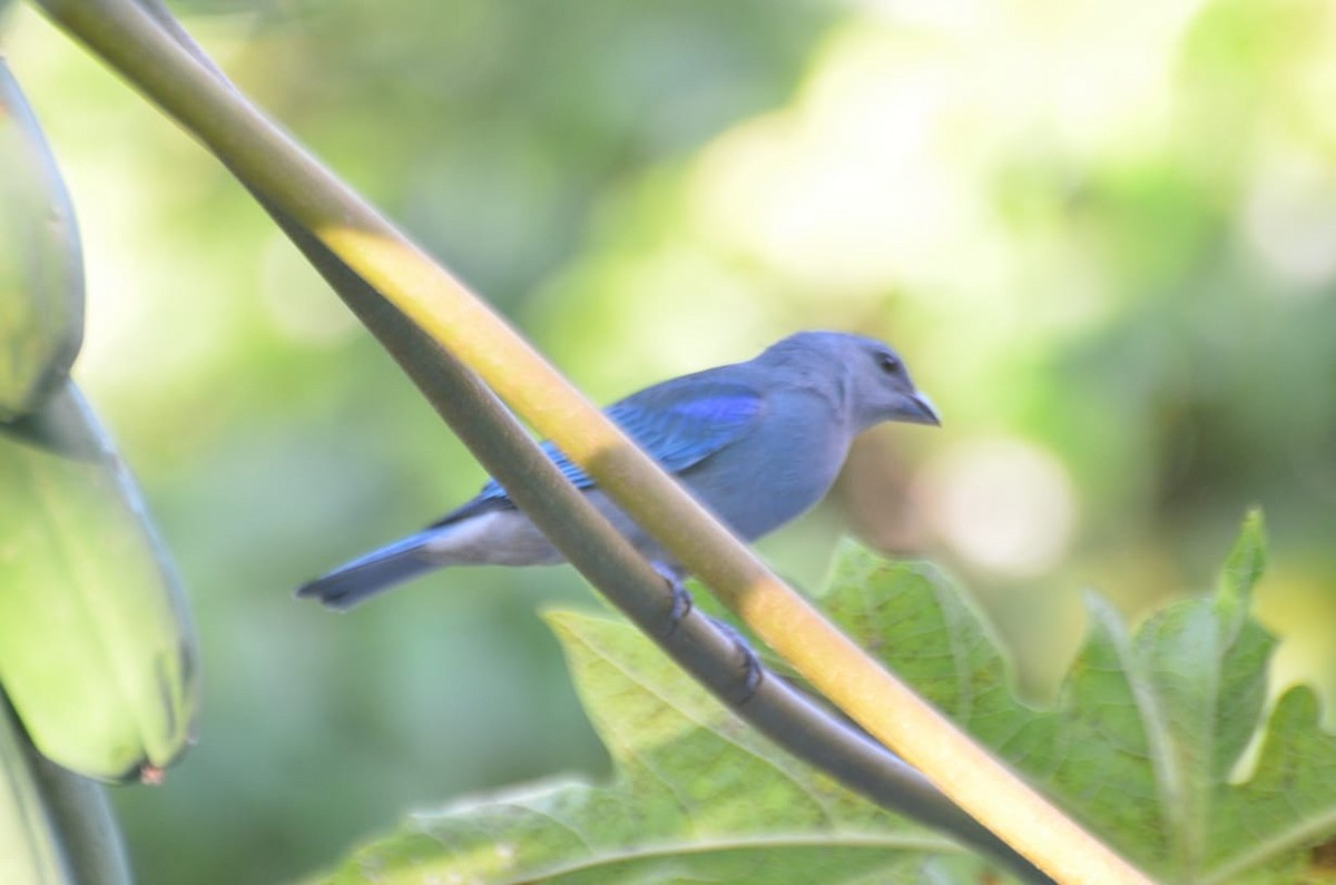 Azure-shouldered Tanager - Vilma Oliveira