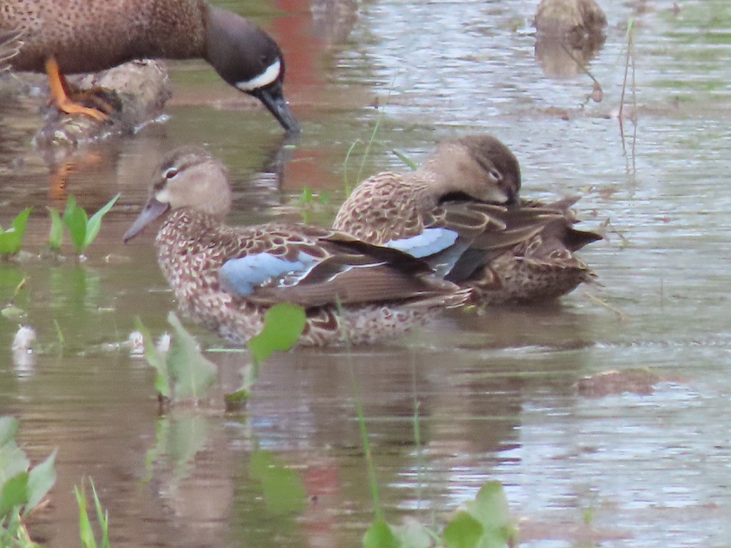 Blue-winged Teal - ML221082951