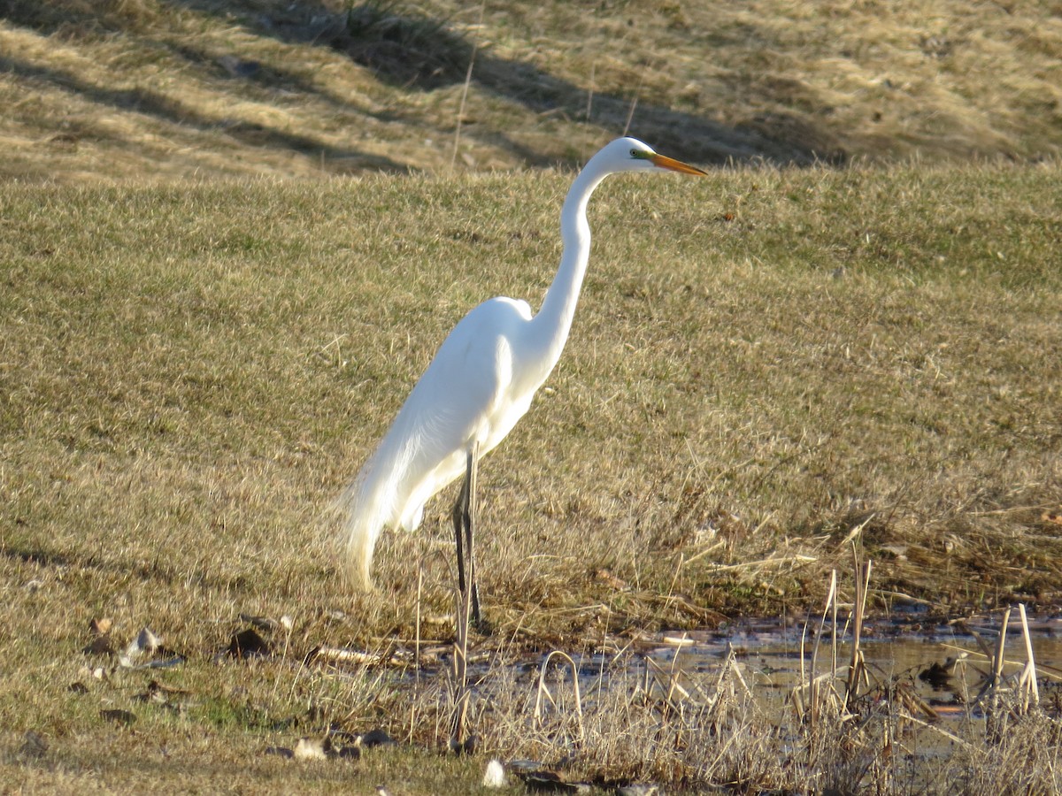 Great Egret - ML221083001