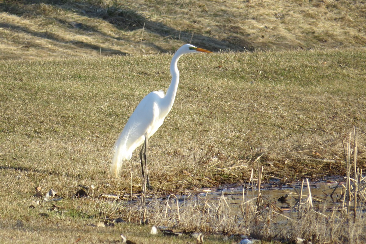 Great Egret - ML221083211