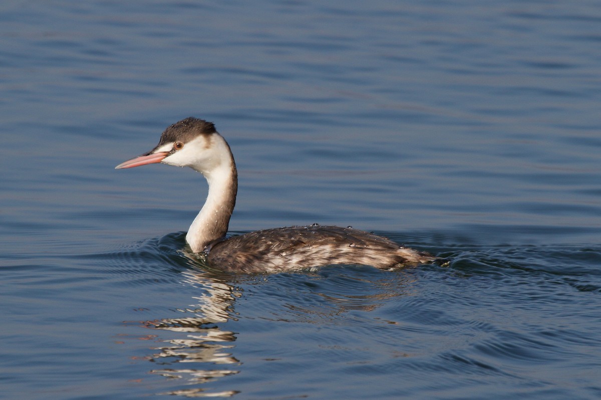 Great Crested Grebe - Patrick J. Blake