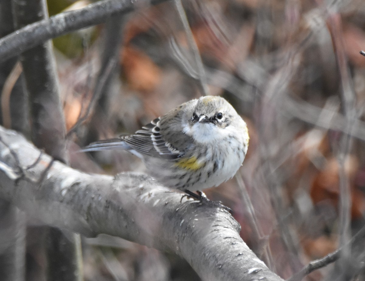 Yellow-rumped Warbler - ML221084141