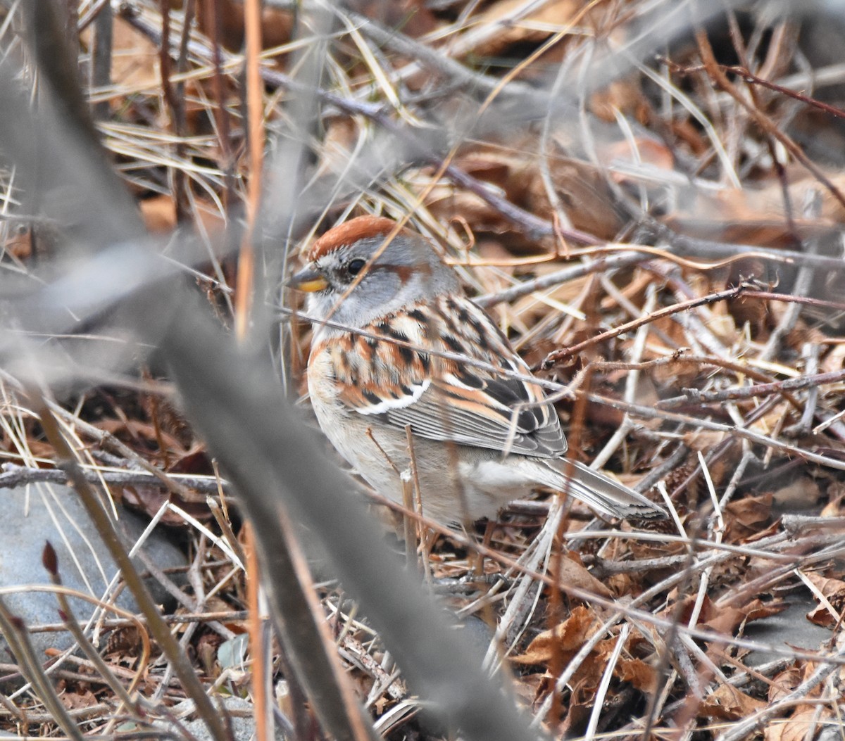 American Tree Sparrow - ML221084501