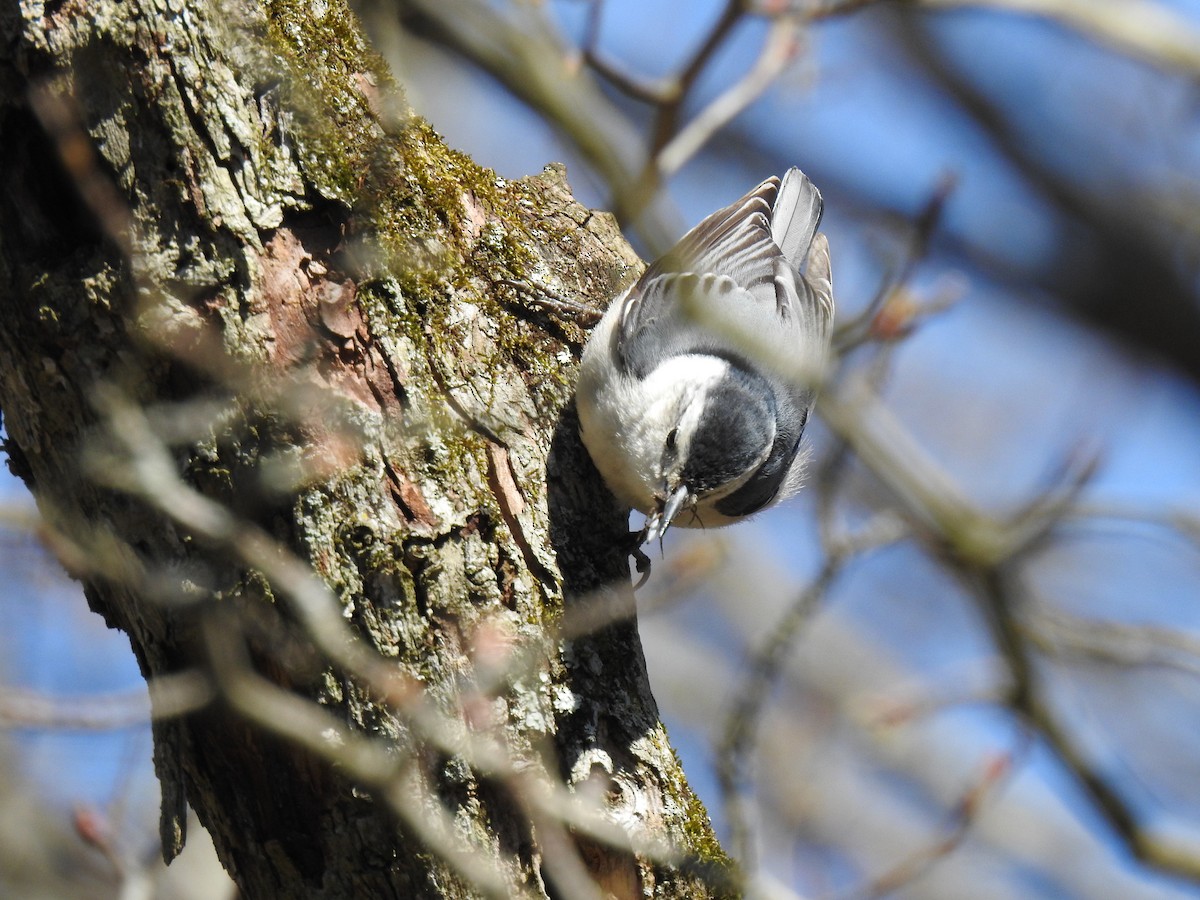 White-breasted Nuthatch - ML221086091