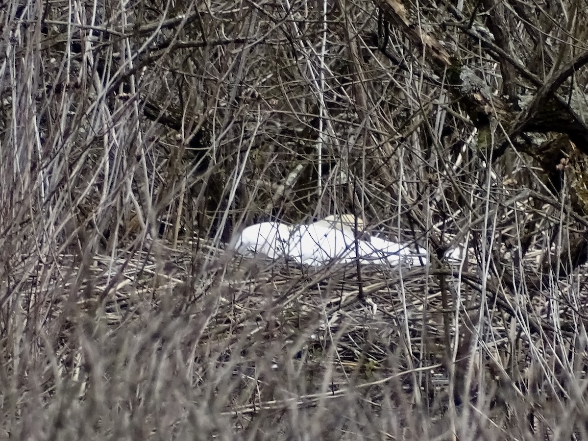 Mute Swan - ML221086861